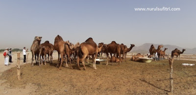 cerita pengalaman saya berkunjung ke peternakan unta camel farm di hudaibiyah arab saudi umroh alhijaz indowisata nurul sufitri travel lifestyle blogger review