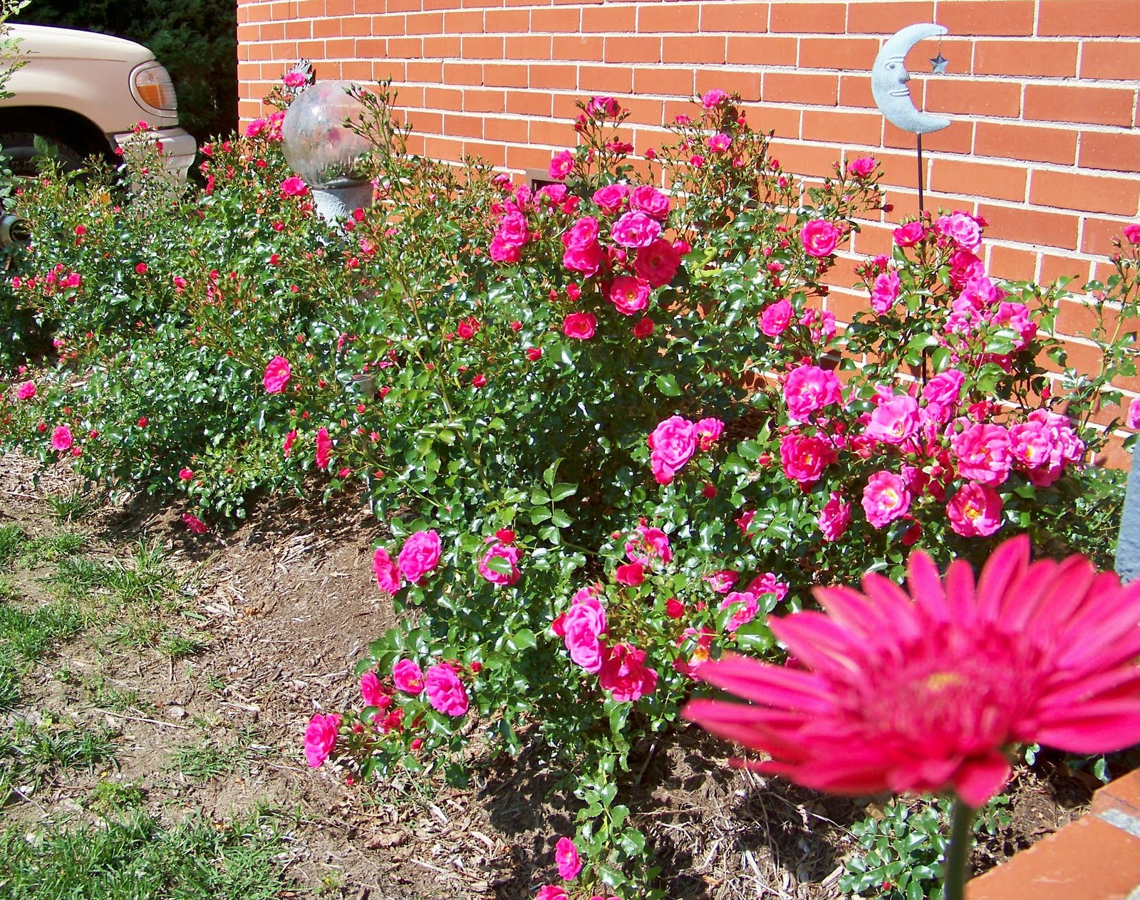 Jacque's Joie de Vivre Roses Roses and More Roses!!! HAHA!!!