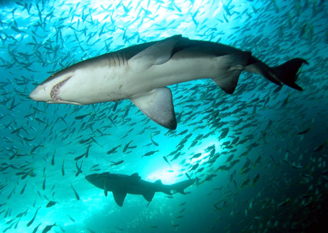 Nurse Shark nurse-shark