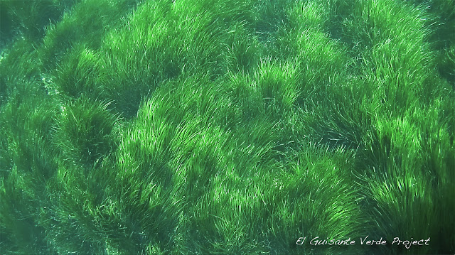 La Posidonia Oceánica en Ibiza, por El Guisante Verde Project