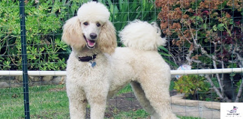 Different types of Poodle Breed