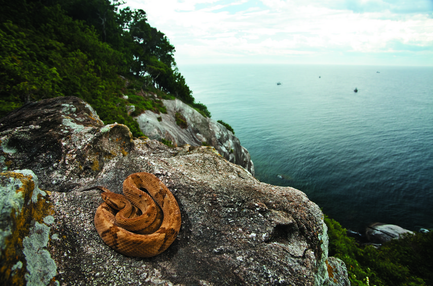 Ilha Queimada Grande - Conhecida como Ilha do Medo, por ser o habitat de cobras e aranhas venenosas