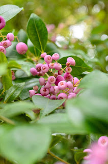 Cascade lilly pilly