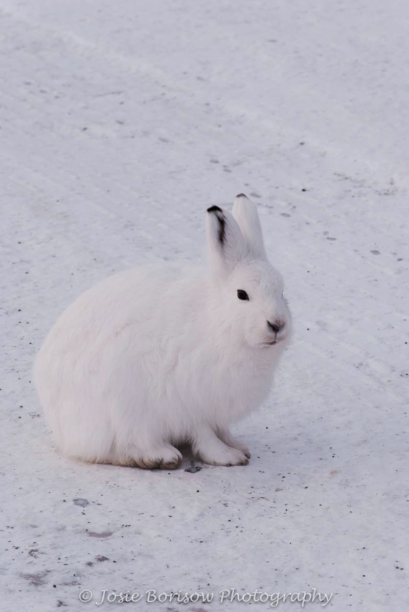 Изменение окраски зайца беляка. Арктический заяц Беляк. Заяц Беляк в тундре. Северный заяц Беляк. Заяц Беляк в Арктике.