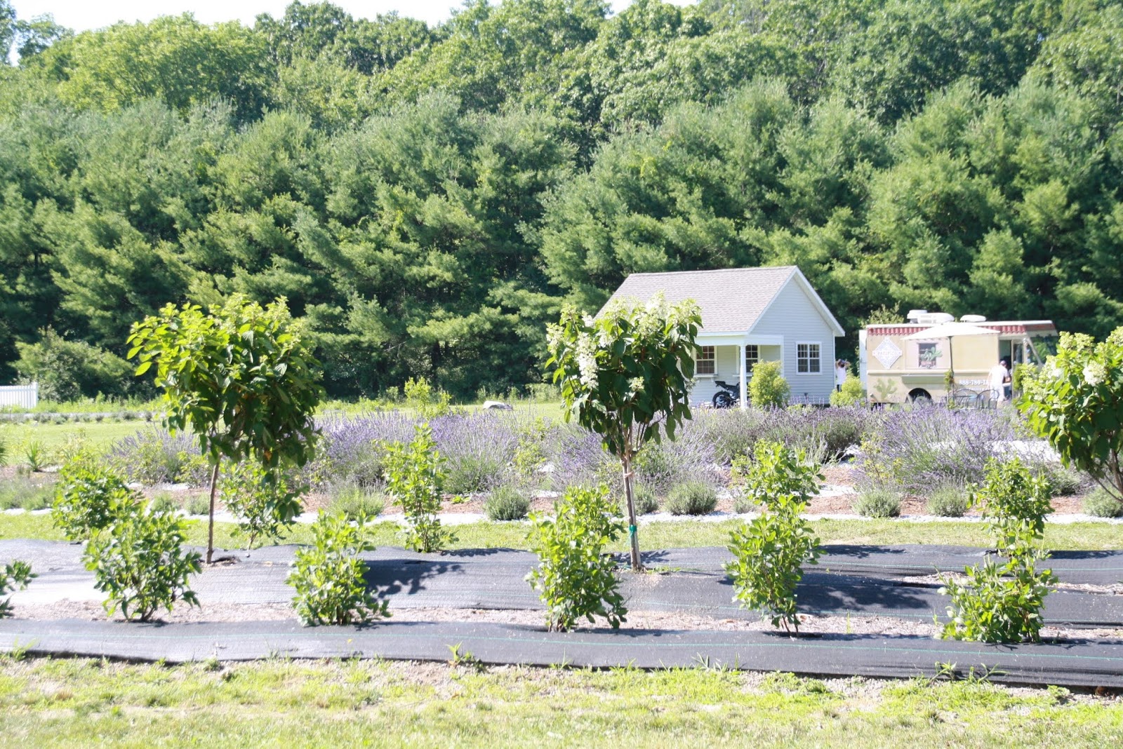 Lavender pond farm, Killingworth Connecticut