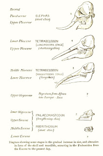 Asya fili, Tetralophodon, Gomphotherium, Palaeomastodon, ve Moeritherium