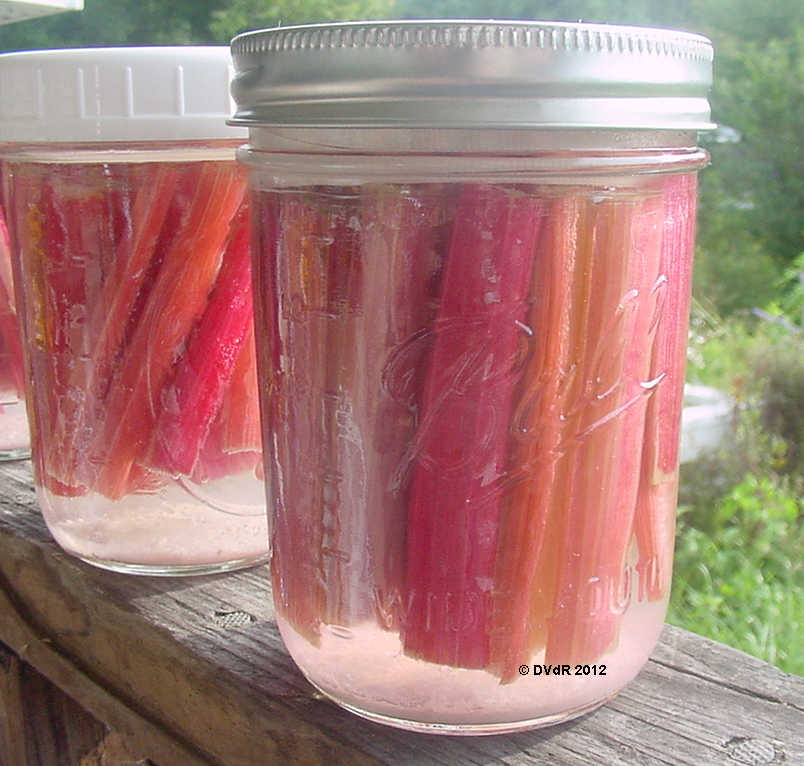 Gardening along the creek... Lacto Fermented Swiss Chard Ribs