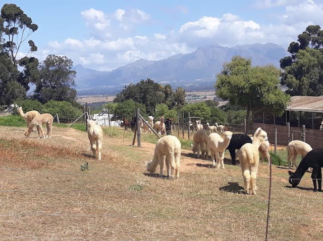 Alpaca Loom Paarl