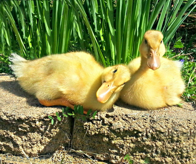 Preventing and Treating Wry Neck in Chicks and Ducklings - Fresh Eggs  Daily® with Lisa Steele