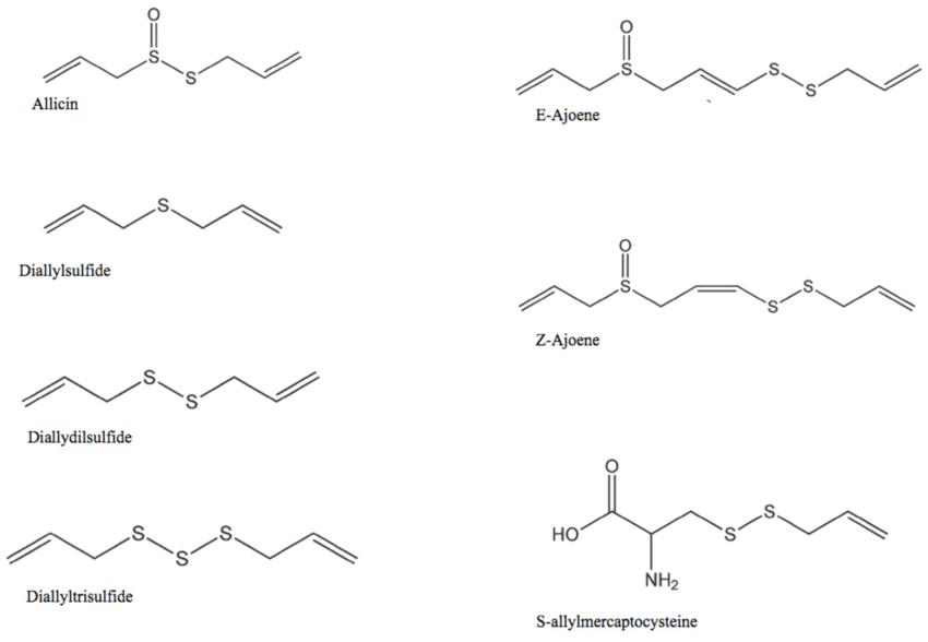 كيمياء الثوم