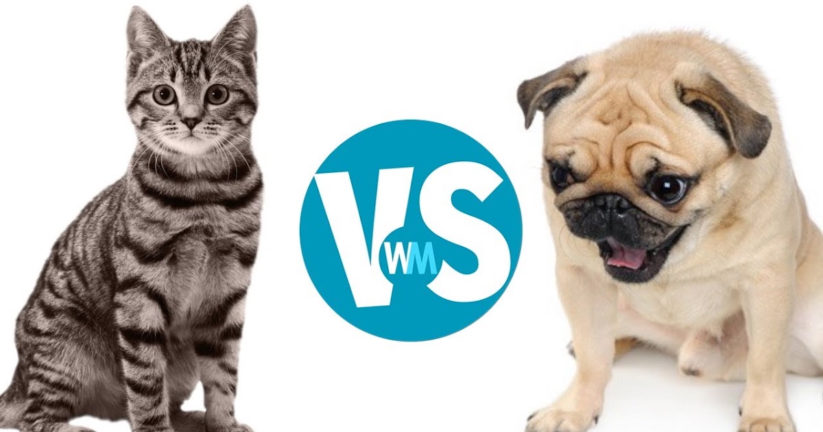 Comparison between cats and dogs