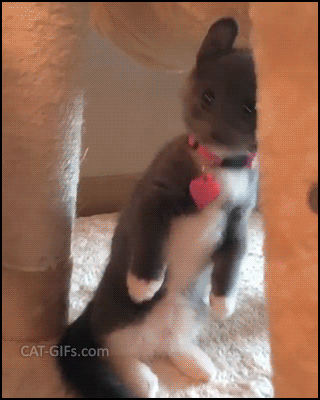 Scared Kitten GIF • Funny Munchkin Meercat standing up • When you're home alone and hear a weird noise from the next room Scared Kitten GIF • Funny Munchkin Meercat standing up • When you're home alone and hear a weird noise from the next room