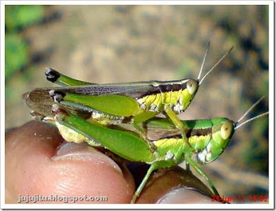 KTemoc Konsiders&hellip;..: Lain ladang lain belalang