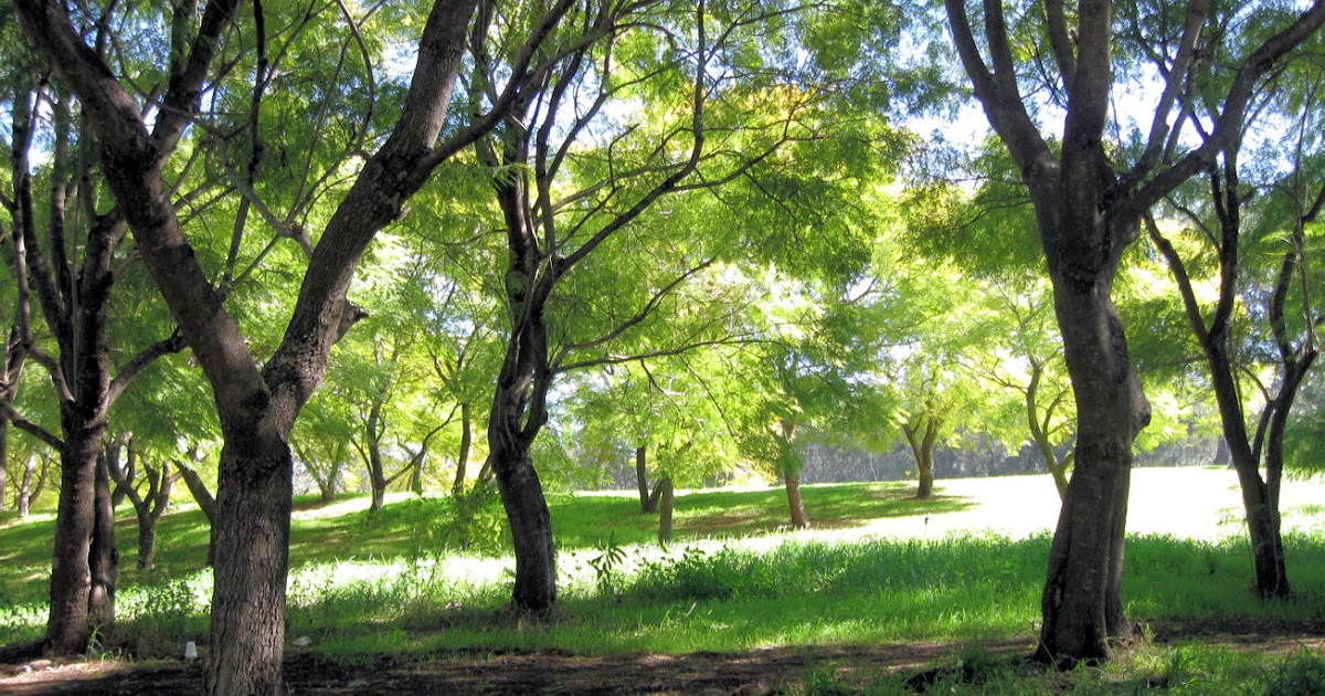 Toongabbie Creek Our Walks