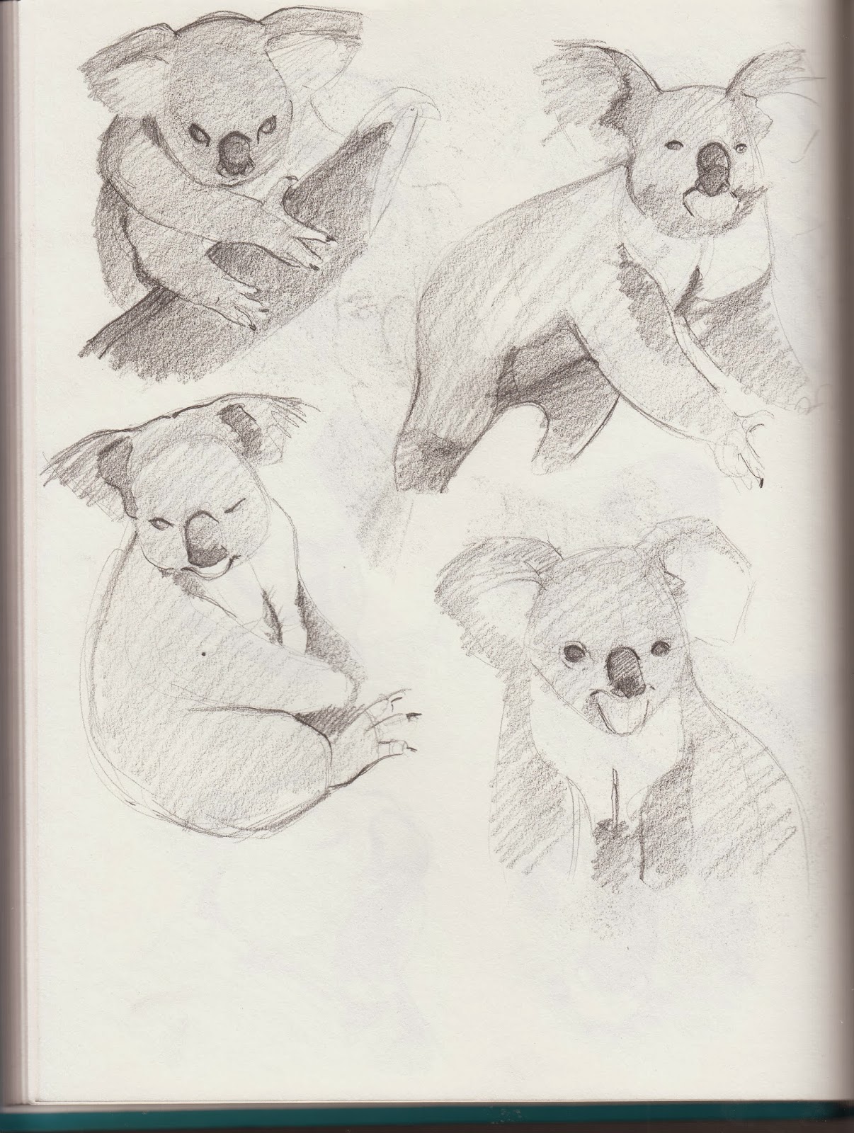 Seneca College The Animation Arts Centre Koala Bear Sketches