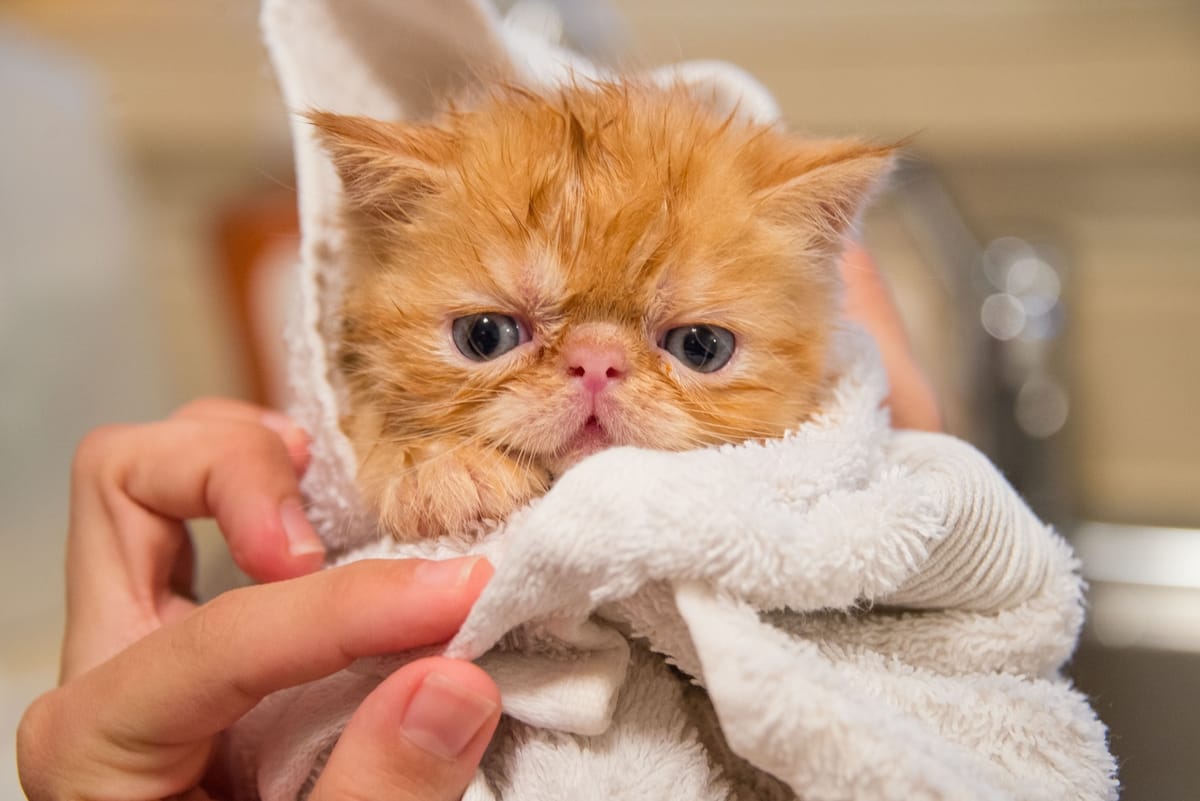 New born kitten care week by week