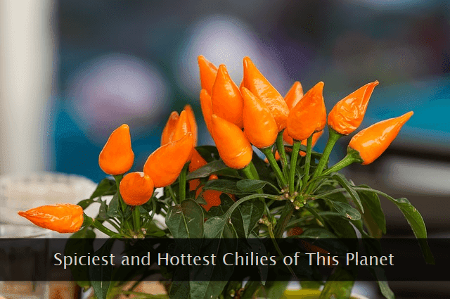 Yellow chili peppers on a plant