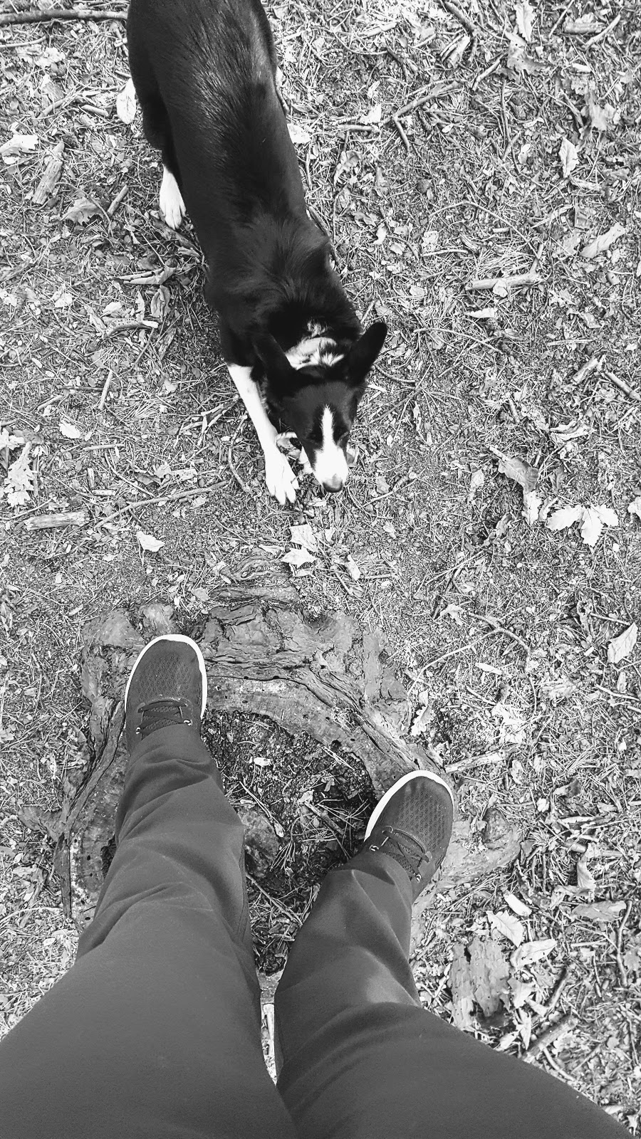 A Walk With Me And Mollie