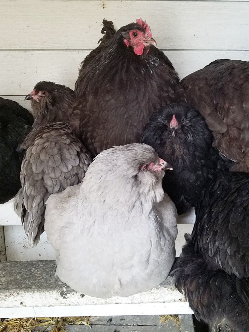 All about Roosting Bars in your Chicken Coop Fresh Eggs Daily® with