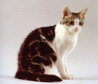 American Wirehair Cat Pictures