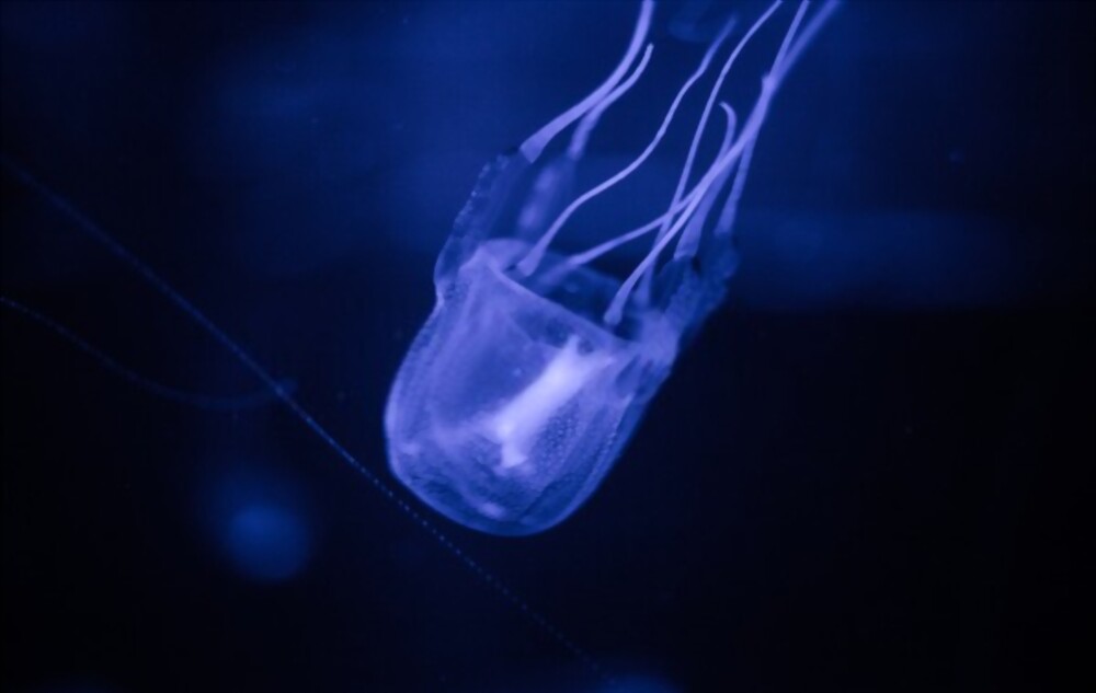 Box Jellyfish: Most beautiful and deadly animal in the world
