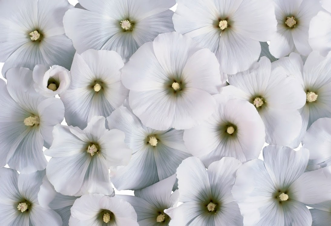 White Flower HD Wallpapers For Desktop Backgrounds