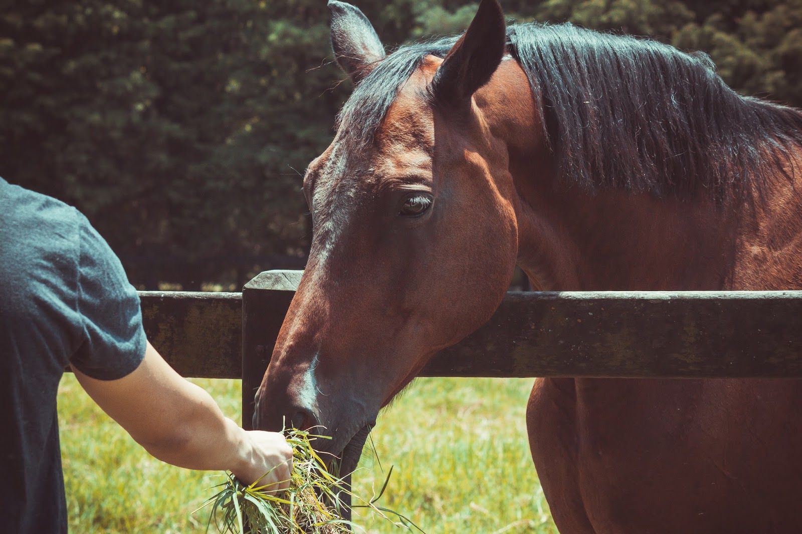 Todos los cuidados básicos para tu caballo