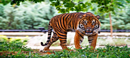 Tigre