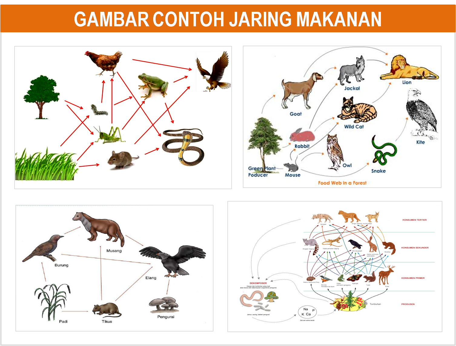  GAMBAR  DAN PENJELASAN PIRAMIDA RANTAI DAN JARING  MAKANAN  