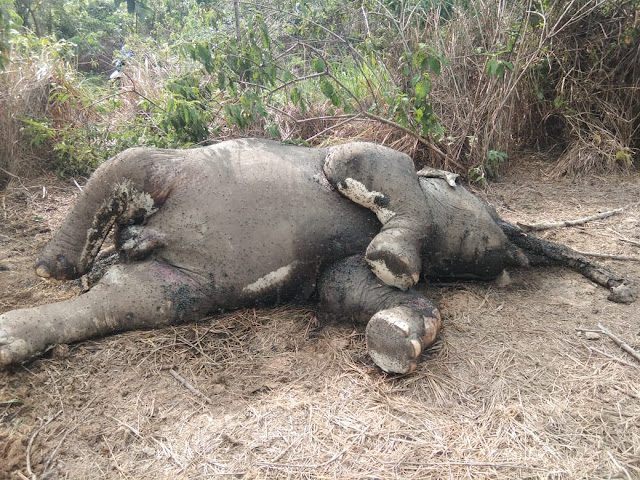 Seekor Gajah Jantan Mati di Perkebunan Sawit Aceh Timur April 16, 2020