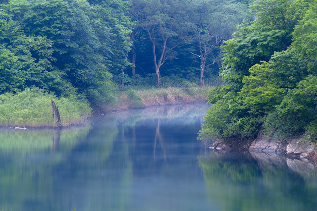 朝靄の森 / Forest in the morning mist