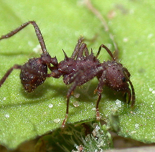 O Império Myrmex: Diferença entre Atta e Acromyrmex