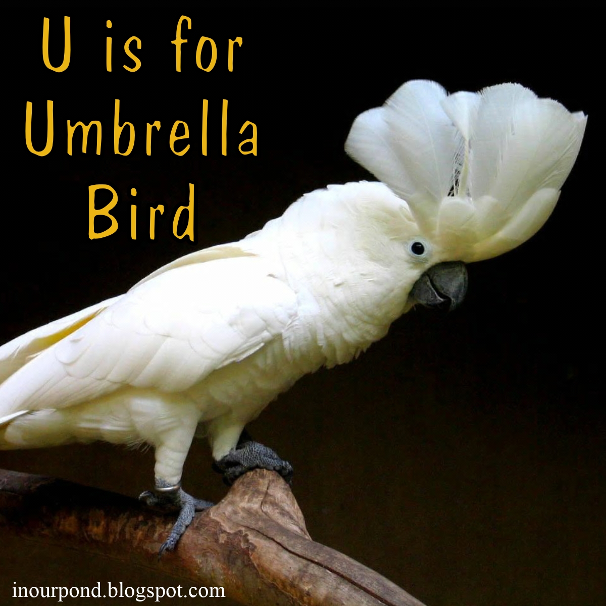 u is for umbrella birds (year 3, week 11)