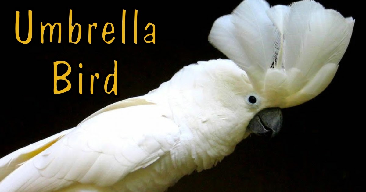 u is for umbrella birds (year 3, week 11) In Our Pond