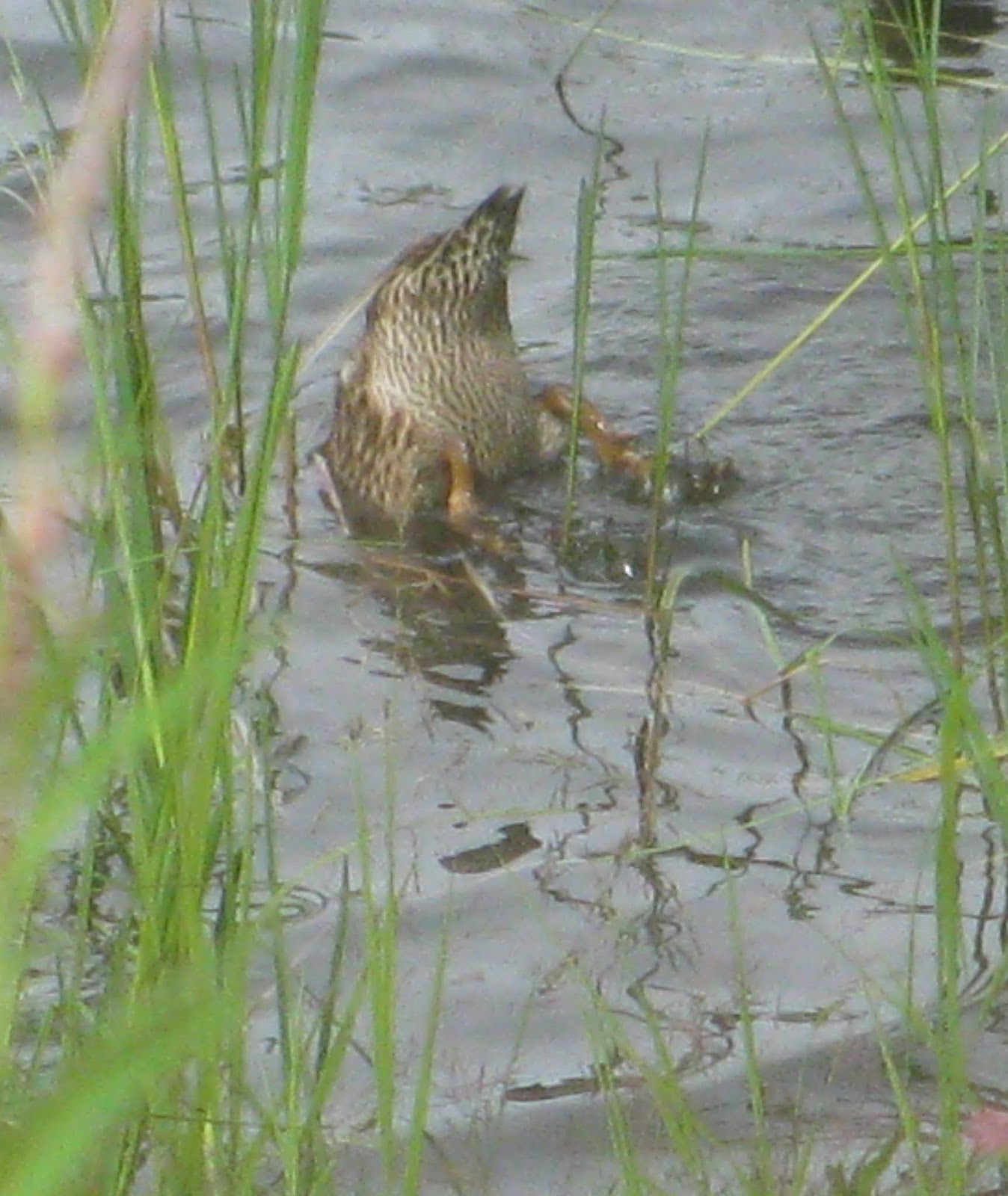 camouflaged predators