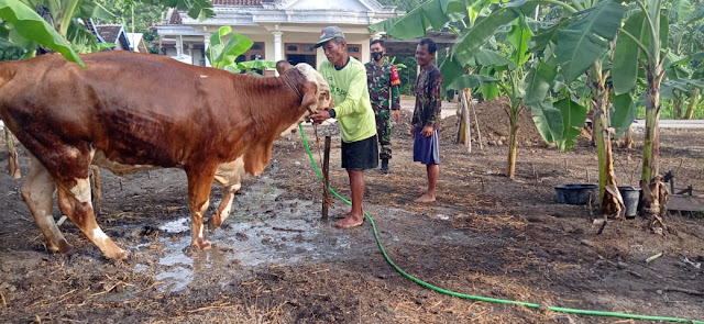 Babinsa : Pandemi Covid-19, Kesehatan dan Kebersihan Hewan Prioritas Pengusaha Ternak