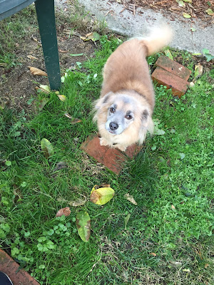 Little fluffy tan dog standing on a brick on green grass