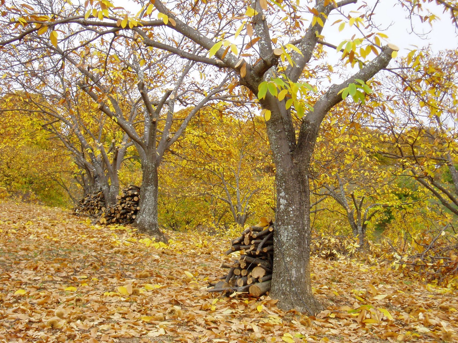 CASTAÑO: Castanea sativa | Plantas rioMoros