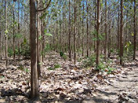 Typical teak plantation in Costa Rica