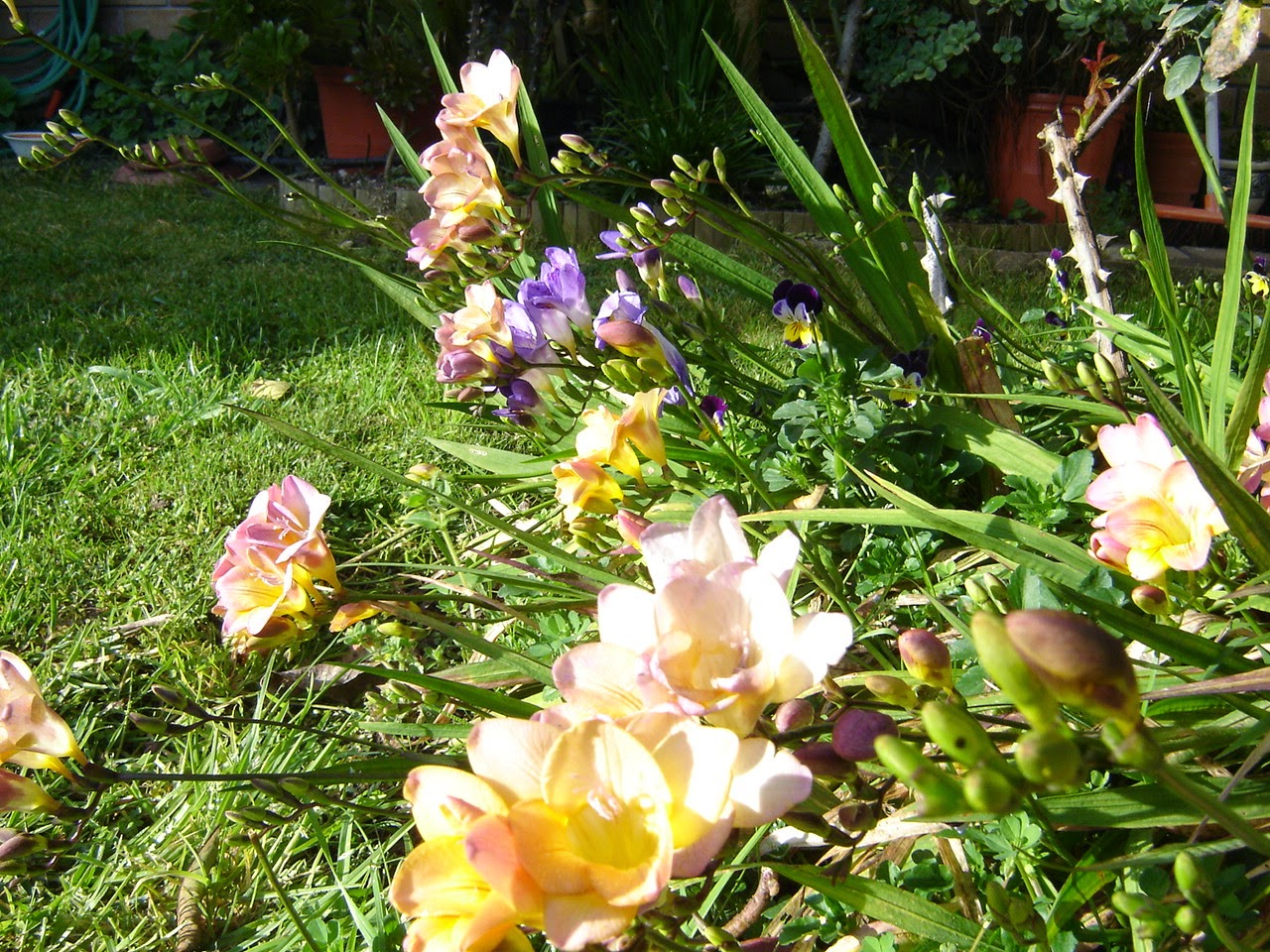 38. Exile in New Zealand Names of common flowers