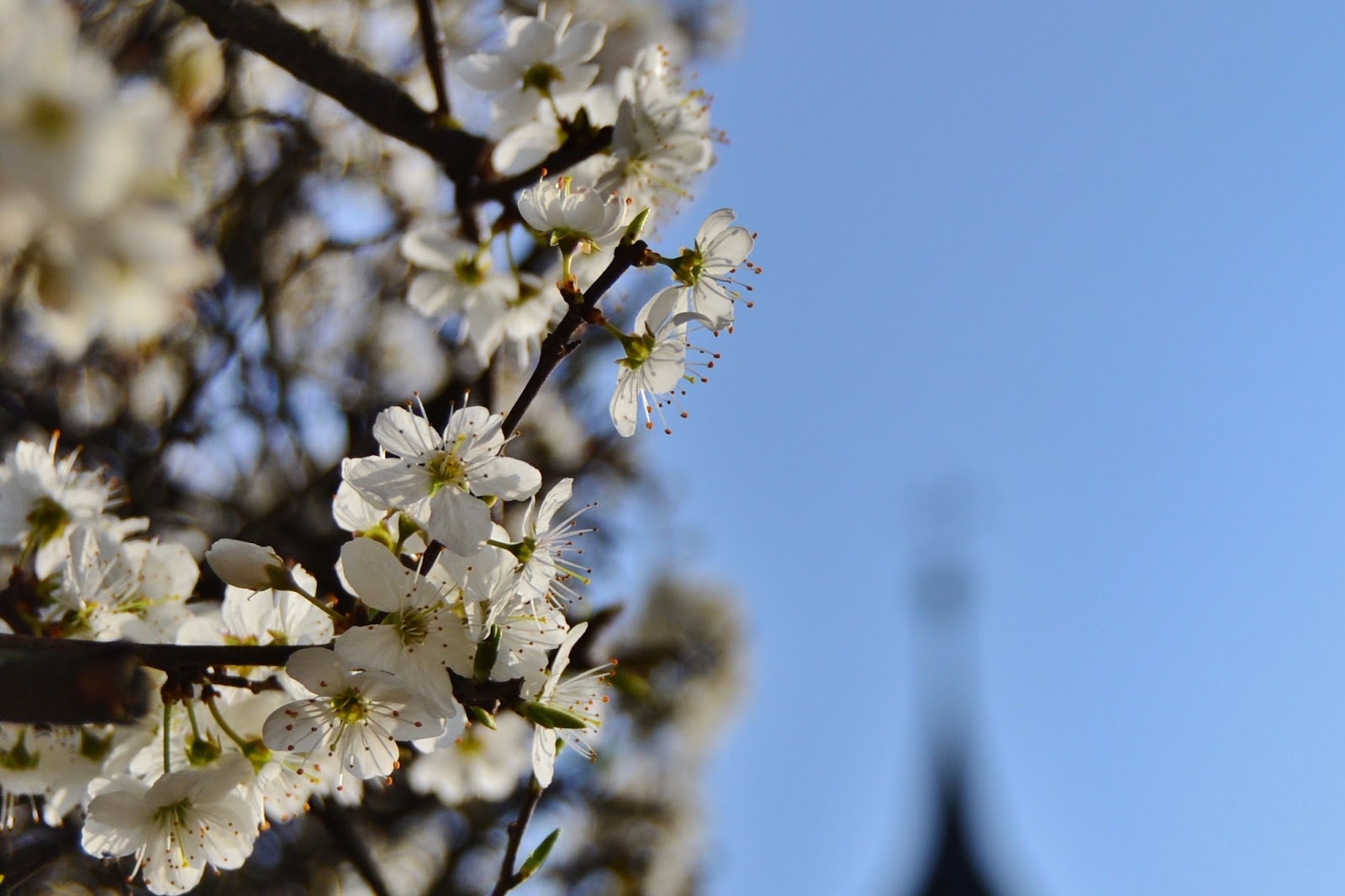 Blumen Karlsruhe Sonntag – My Flowers