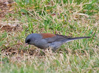 Photo of Gray-headed Junco feeding in lawn