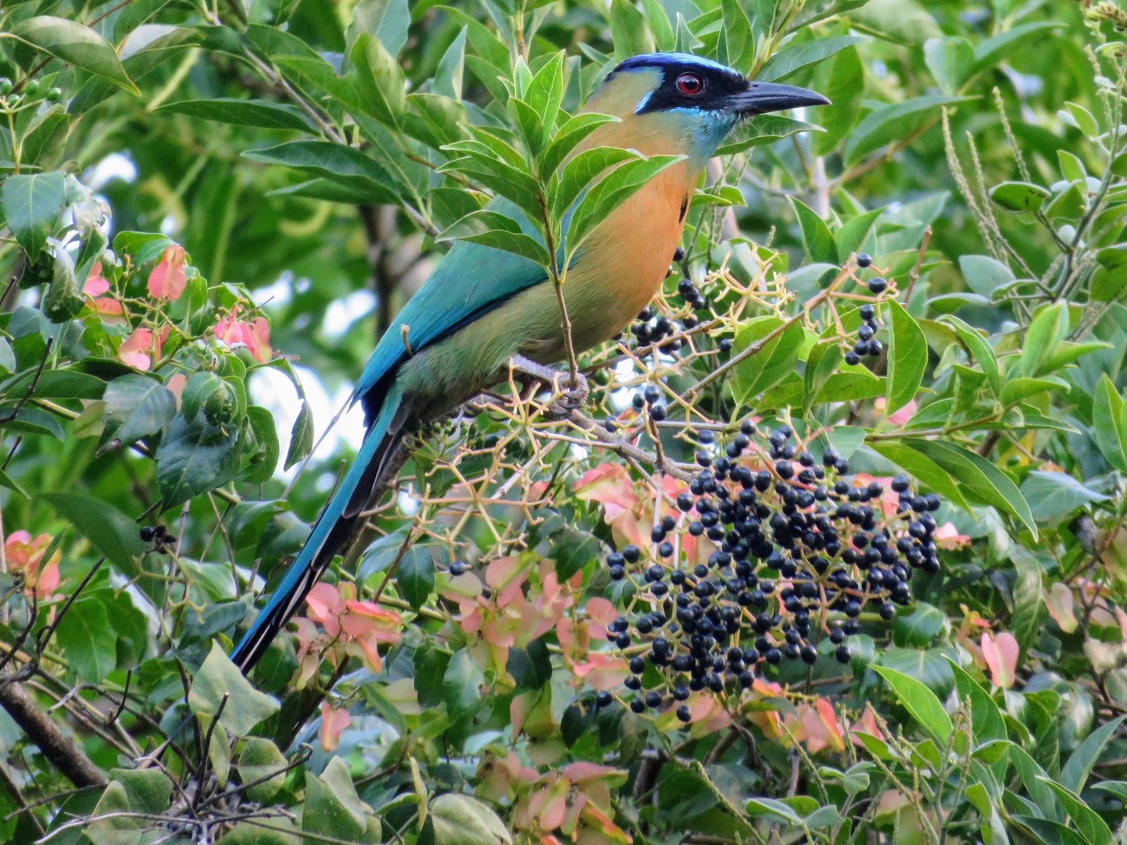 Identifying Costa Rica Birds