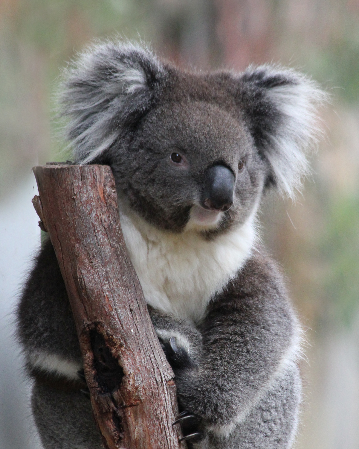 Звук коалы. Коуну коала парк. Нос коалы. Животное похожее на коалу серая. Милые животные похожие на коал.