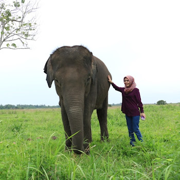 Diseruduk Mesra oleh Gajah Way Kambas