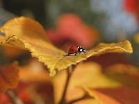 A ladybug on an autumn leaf. A close-up of a ladybug on a yellow autumn leaf.