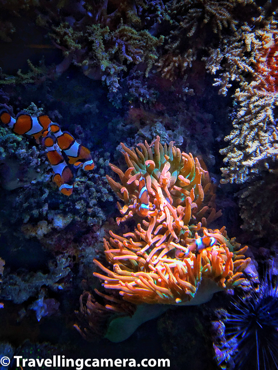 Along with its architecture, the aquarium has won numerous awards for its exhibition of marine life, ocean conservation efforts, and educational programs.  