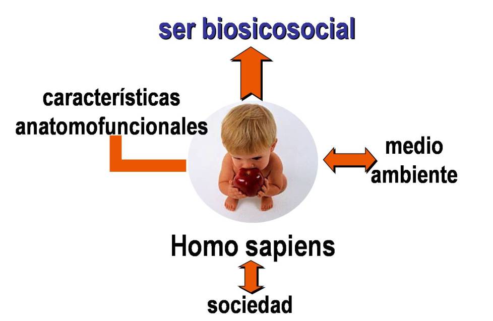 DESARROLLO BIOPSICOSOCIAL DEL SER HUMANO UNEFM