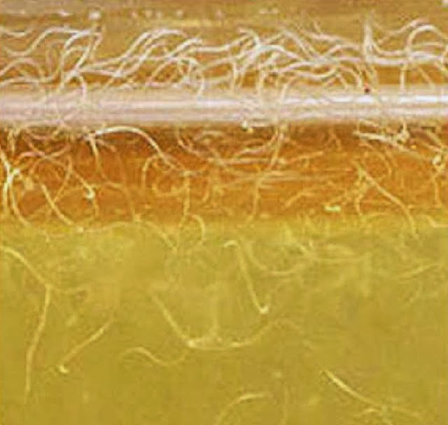 aquabay2u Vinegar Eels