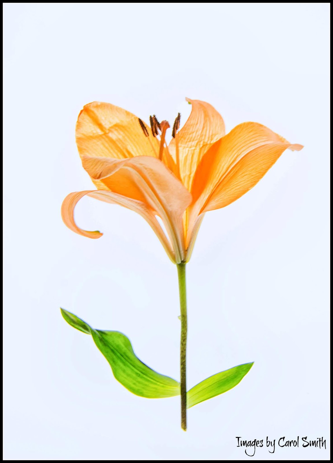 Carol's View Of New England Light Box Flower Photography